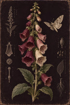 Foxglove Moth Dark Botanical Printable Wall Art Digital Download — image 5
